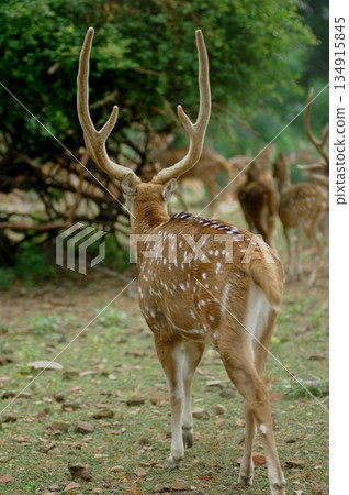 Deers Chilling Out On The Lawn In The Park Deers Chilling Out On The Lawn In The Park 134915845