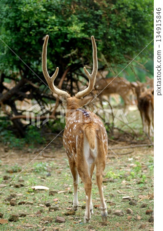 Deers Chilling Out On The Lawn In The Park Deers Chilling Out On The Lawn In The Park 134915846