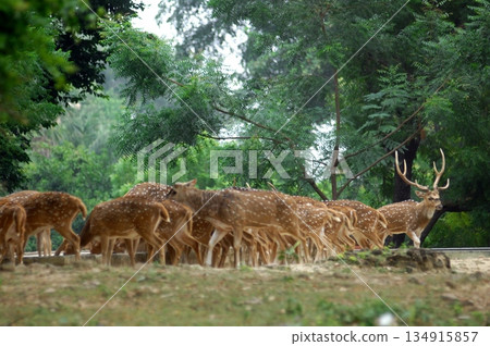 Deers Chilling Out On The Lawn In The Park Deers Chilling Out On The Lawn In The Park 134915857