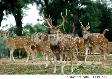 Deers Chilling Out On The Lawn In The Park Deers Chilling Out On The Lawn In The Park 134915859
