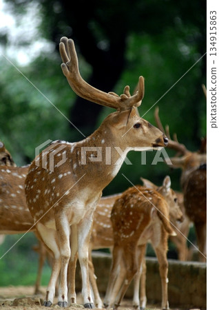 Deers Chilling Out On The Lawn In The Park 134915863