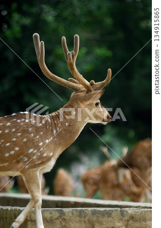 Deers Chilling Out On The Lawn In The Park 134915865