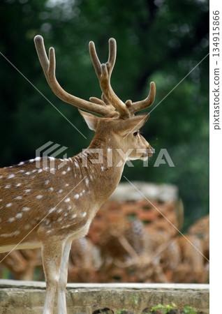 Deers Chilling Out On The Lawn In The Park Deers Chilling Out On The Lawn In The Park 134915866