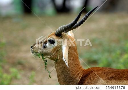 Deers Chilling Out On The Lawn In The Park 134915876