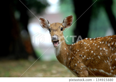 Deers Chilling Out On The Lawn In The Park 134915880
