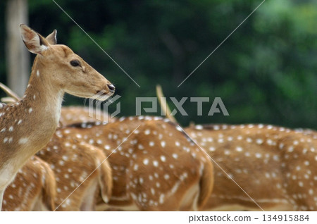 Deers Chilling Out On The Lawn In The Park Deers Chilling Out On The Lawn In The Park 134915884