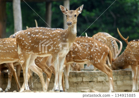 Deers Chilling Out On The Lawn In The Park 134915885