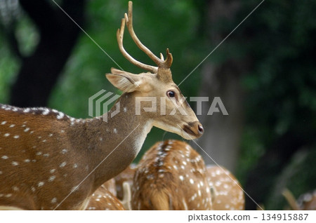 Deers Chilling Out On The Lawn In The Park 134915887