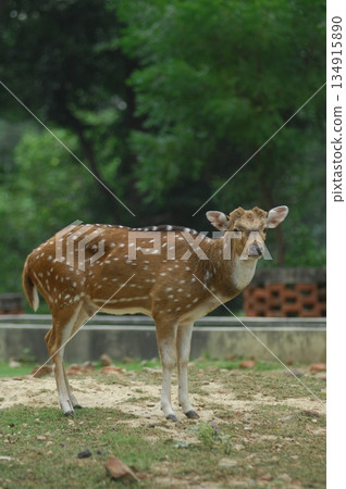 Deers Chilling Out On The Lawn In The Park 134915890