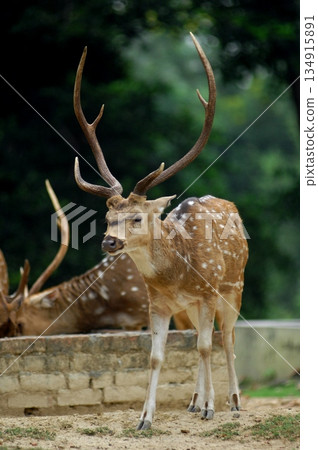 Deers Chilling Out On The Lawn In The Park Deers Chilling Out On The Lawn In The Park 134915891