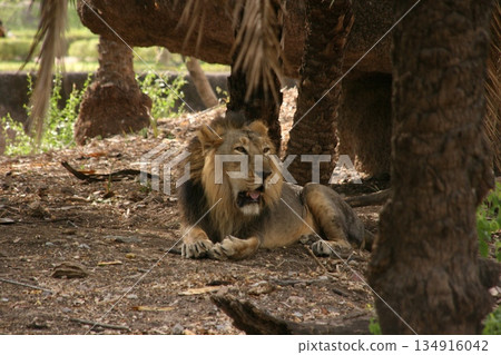 Male Lion Pacing At The Zoo 134916042