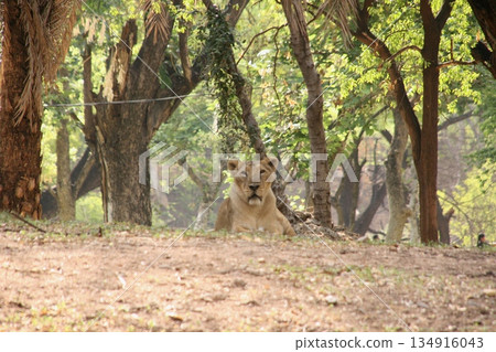 Male Lion Pacing At The Zoo Male Lion Pacing At The Zoo 134916043