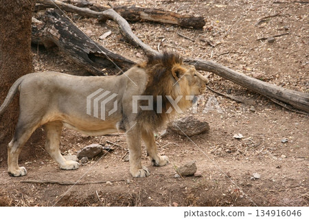 Male Lion Pacing At The Zoo 134916046