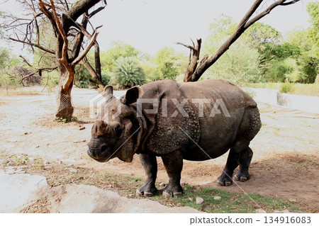 Indian Rhinoceros Walking In Zoo 134916083