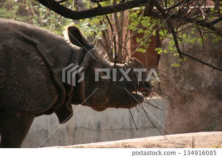 Indian Rhinoceros Walking In Zoo Indian Rhinoceros Walking In Zoo 134916085