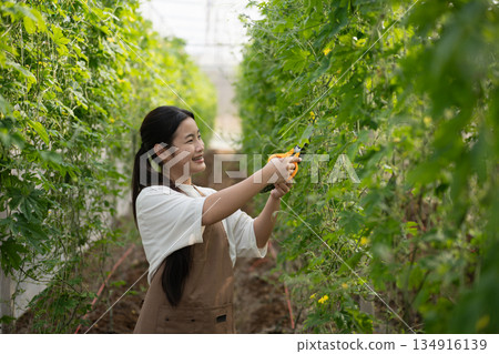 A young farmer harvesting bitter melon inside a greenhouse 134916139