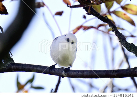 一隻長尾山雀疑惑地歪著頭 一隻長尾山雀疑惑地歪著頭 134916141