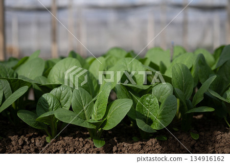 Mustard greens thriving in greenhouse Mustard greens thriving in greenhouse 134916162
