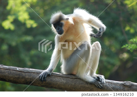 Gray Langur on the Tree Gray Langur on the Tree 134916210