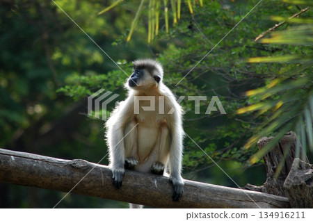Gray Langur on the Tree 134916211