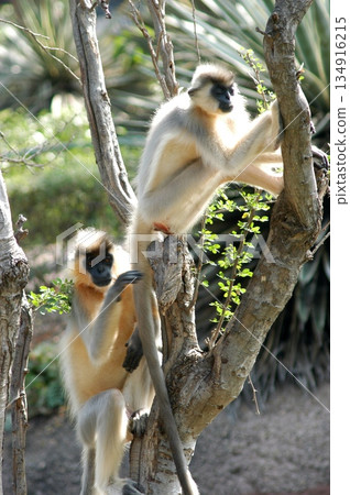 Gray Langur on the Tree Gray Langur on the Tree 134916215