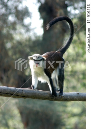 Gray Langur on the Tree Gray Langur on the Tree 134916218
