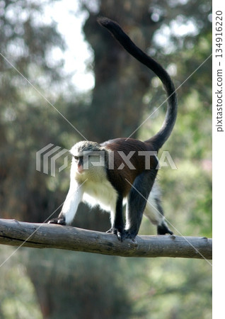 Gray Langur on the Tree Gray Langur on the Tree 134916220