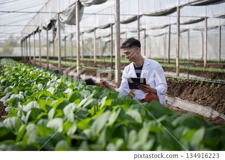 Male researchers using tablet in a Mustard Spinach greenhouse Male researchers using tablet in a Mustard Spinach greenhouse 134916223