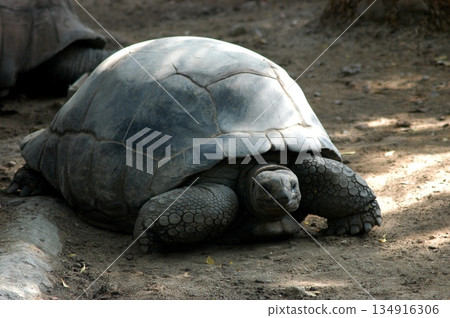 Giant Tortoise Stretching Long Neck 134916306