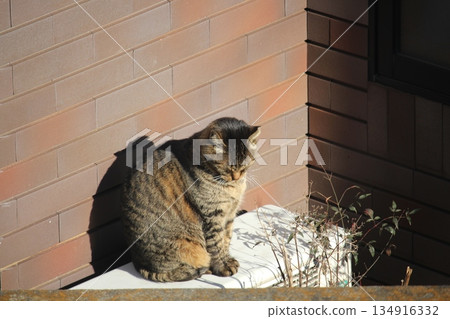 A local cat looking for a sunny spot to relax A local cat looking for a sunny spot to relax 134916332
