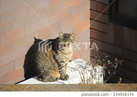 A local cat looking for a sunny spot to relax 134916334