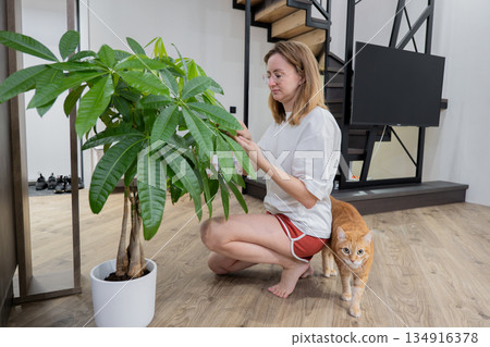 young woman dusting houseplant with cat, kneeling on wooden floor, casual shorts and t-shirt, focused expression, wiping broad green leaves with soft cloth, modern apartment interior, natural young woman dusting houseplant with cat, kneeling on wooden floor, casual shorts and t-shirt, focused expression, wiping broad green leaves with soft cloth, modern apartment interior, natural 134916378