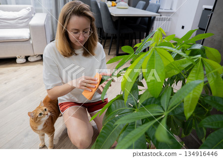 Woman cleaning large plant leaves with soft cloth while sitting on the floor next to ginger cat, modern apartment interior with neutral decor and sunlight, casual cozy home care scene, weekend hobby Woman cleaning large plant leaves with soft cloth while sitting on the floor next to ginger cat, modern apartment interior with neutral decor and sunlight, casual cozy home care scene, weekend hobby 134916446