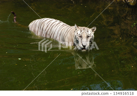 white tiger in the water 134916518