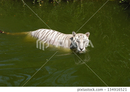 white tiger in the water white tiger in the water 134916521
