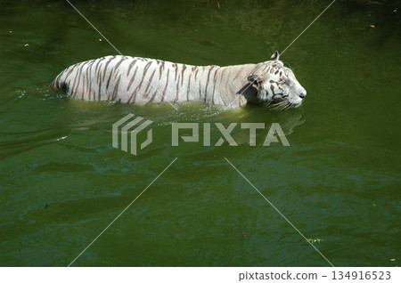 white tiger in the water 134916523