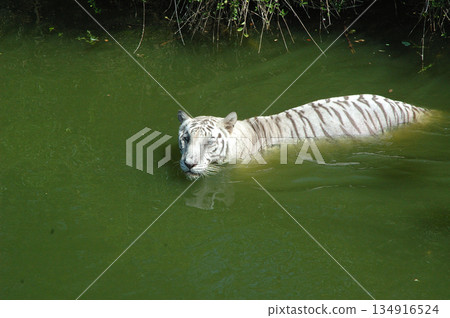 white tiger in the water 134916524
