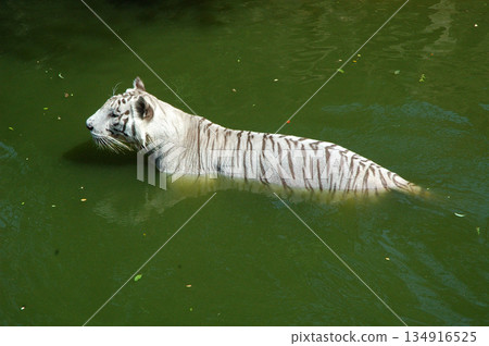 white tiger in the water 134916525