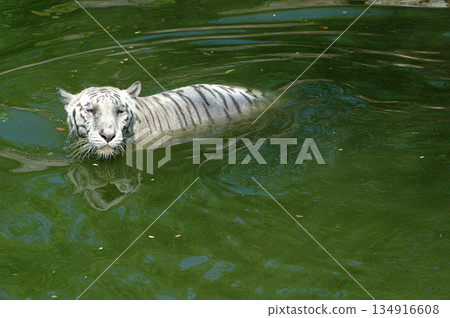 white tiger in water tank 134916608