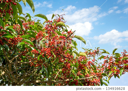 Jeju Island's autumn maple trees Jeju Island's autumn maple trees 134916628