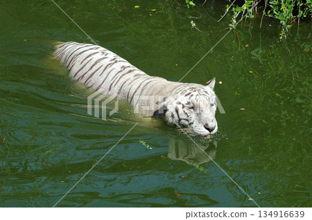 white tiger in water tank 134916639