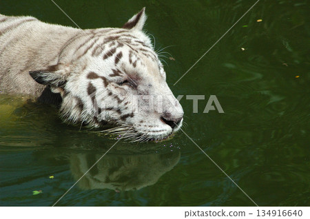 white tiger in water tank white tiger in water tank 134916640
