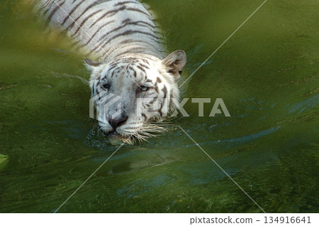 white tiger in water tank 134916641
