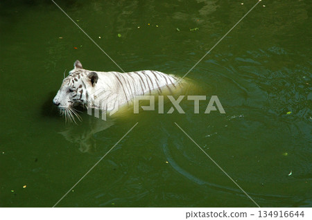 white tiger in water tank 134916644