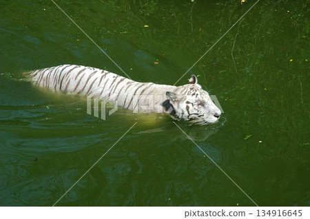 white tiger in water tank white tiger in water tank 134916645