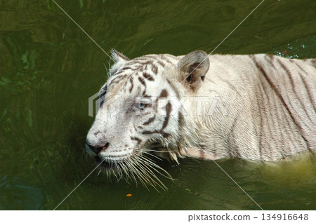 white tiger in water tank white tiger in water tank 134916648