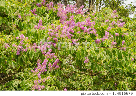 Crape myrtle in bloom. 134916679