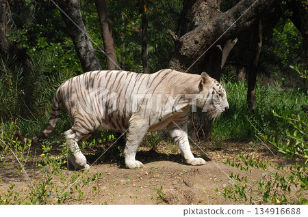 White Tiger Walking Gracefully in Zoo 134916688