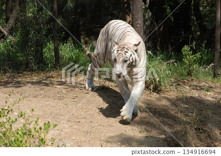 White Tiger Walking Gracefully in Zoo 134916694