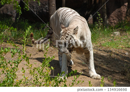 White Tiger Walking Gracefully in Zoo White Tiger Walking Gracefully in Zoo 134916698